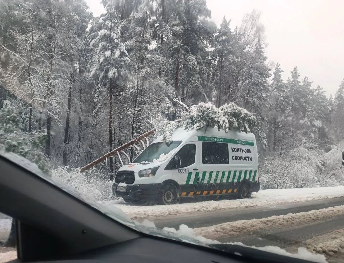 Деревопад в Москве продолжает свирепствовать