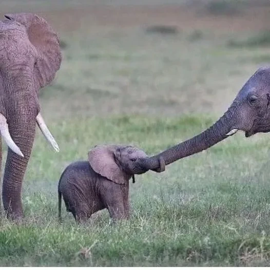 🐘 Гармония - слоны