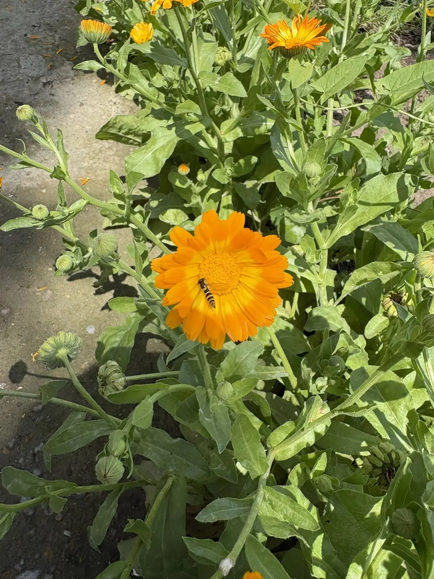 🌿 Экологическая прогулка: наблюдение за календулой! 🌿

🌼 👧👦 Что мы делали:
Рассматривали яркие 