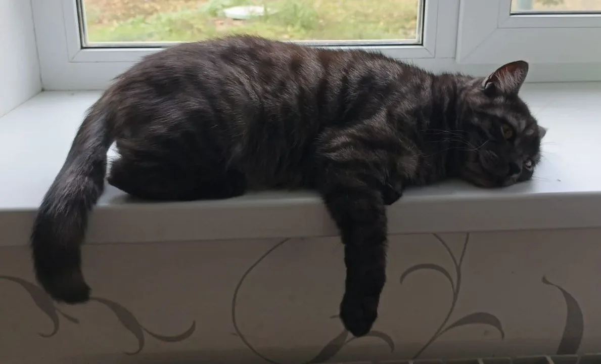 Окна – это опасность для кошек🐈