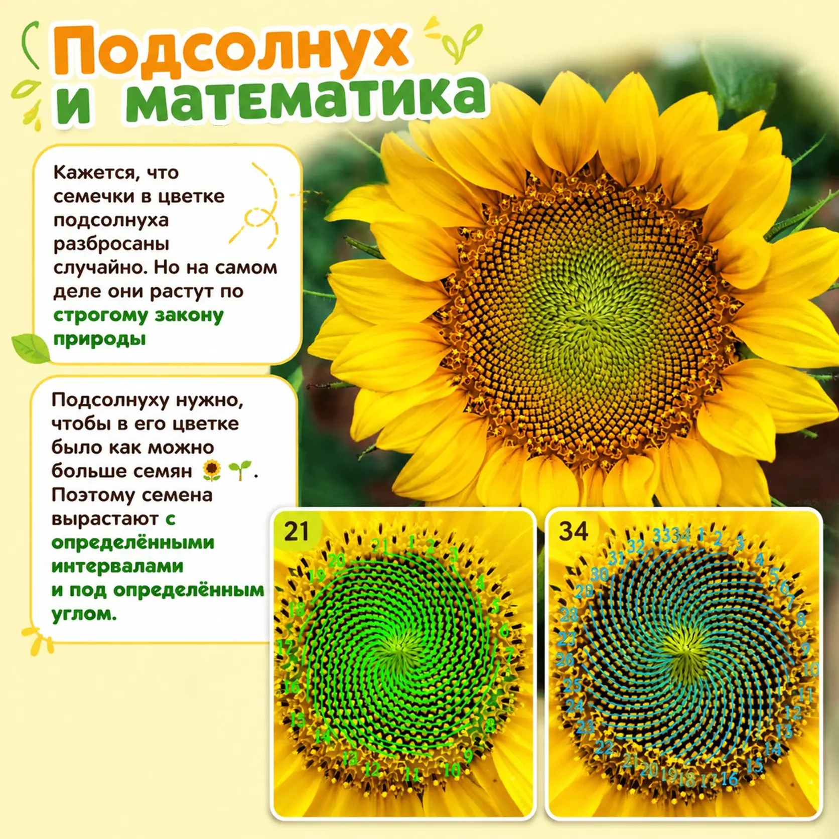Это интересно. Расскажите детям 

🌻 Подсолнух и волшебная математика природы

Кажется, что семечки 