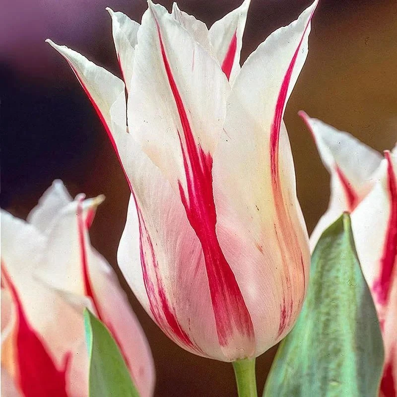 Встречайте ослепительную коллекцию тюльпанов! 🌷  Уже сейчас к заказу на осень доступно почти сто сор