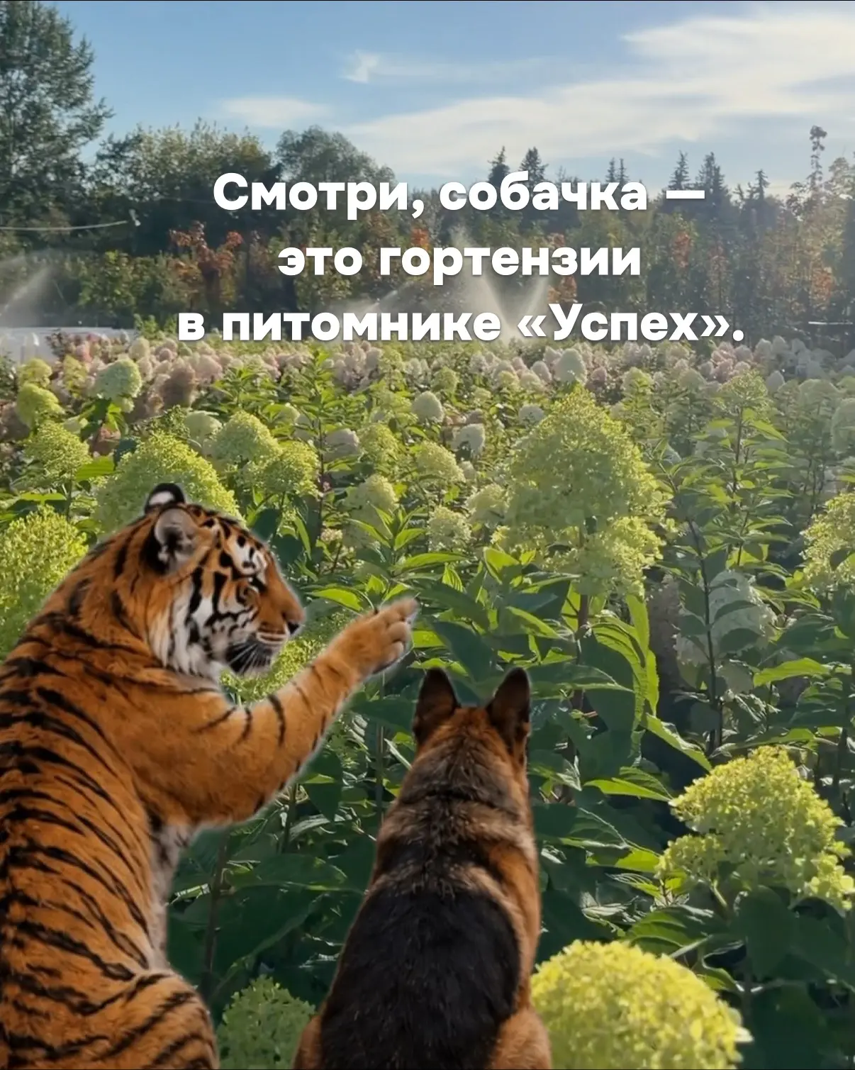 Вот такие дела, собачка!
