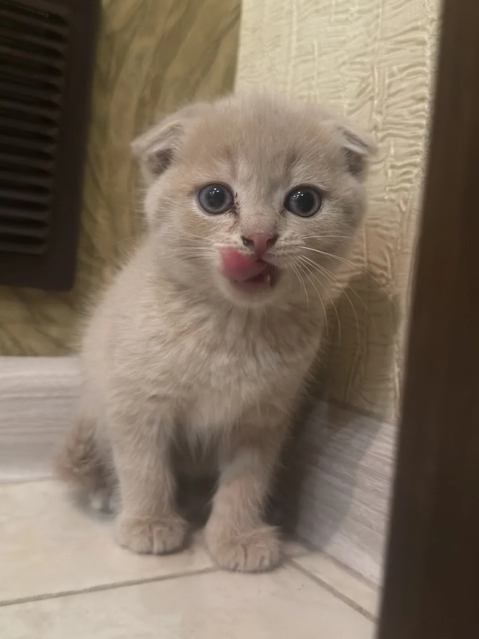 Всем привет, теперь и у админа есть котенок! Навалите сердечек милашке ♥️