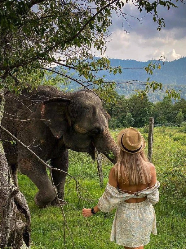 🐘 Увидеть слоников можно до 10 сентября включительно