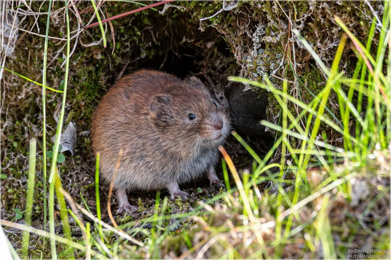 🐁 Одна из самых неприметных жительниц плато Путорана - полёвка с берегов озера Собачье возле своей 