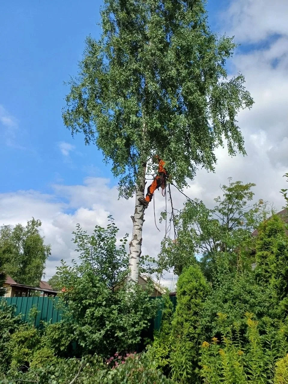 🌳Когда дерево растёт рядом с домом, забором или соседними посадками, задача редко свод...