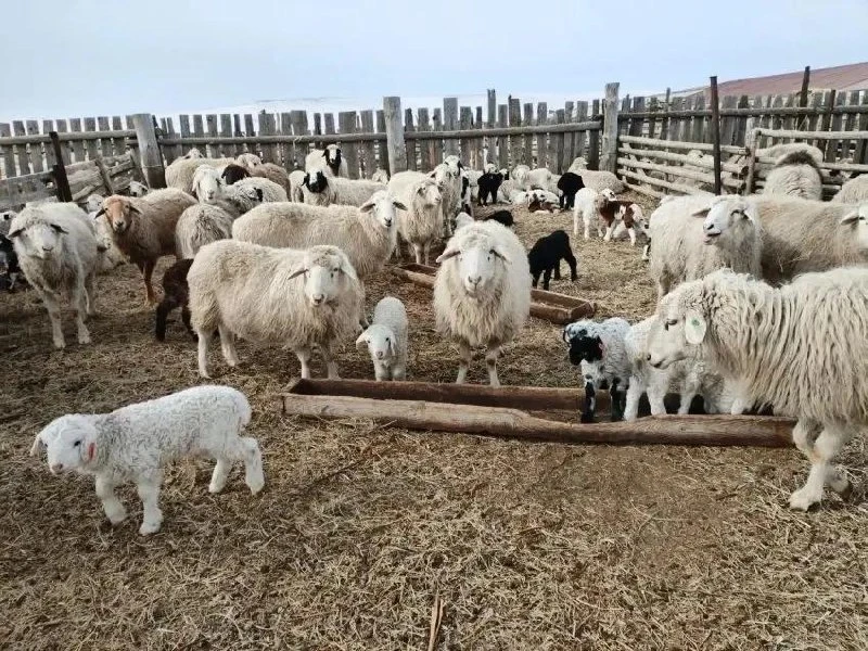 🐏🐑 Грантовую поддержку на строительство овцеводческого монокомплекса предоставят двум...