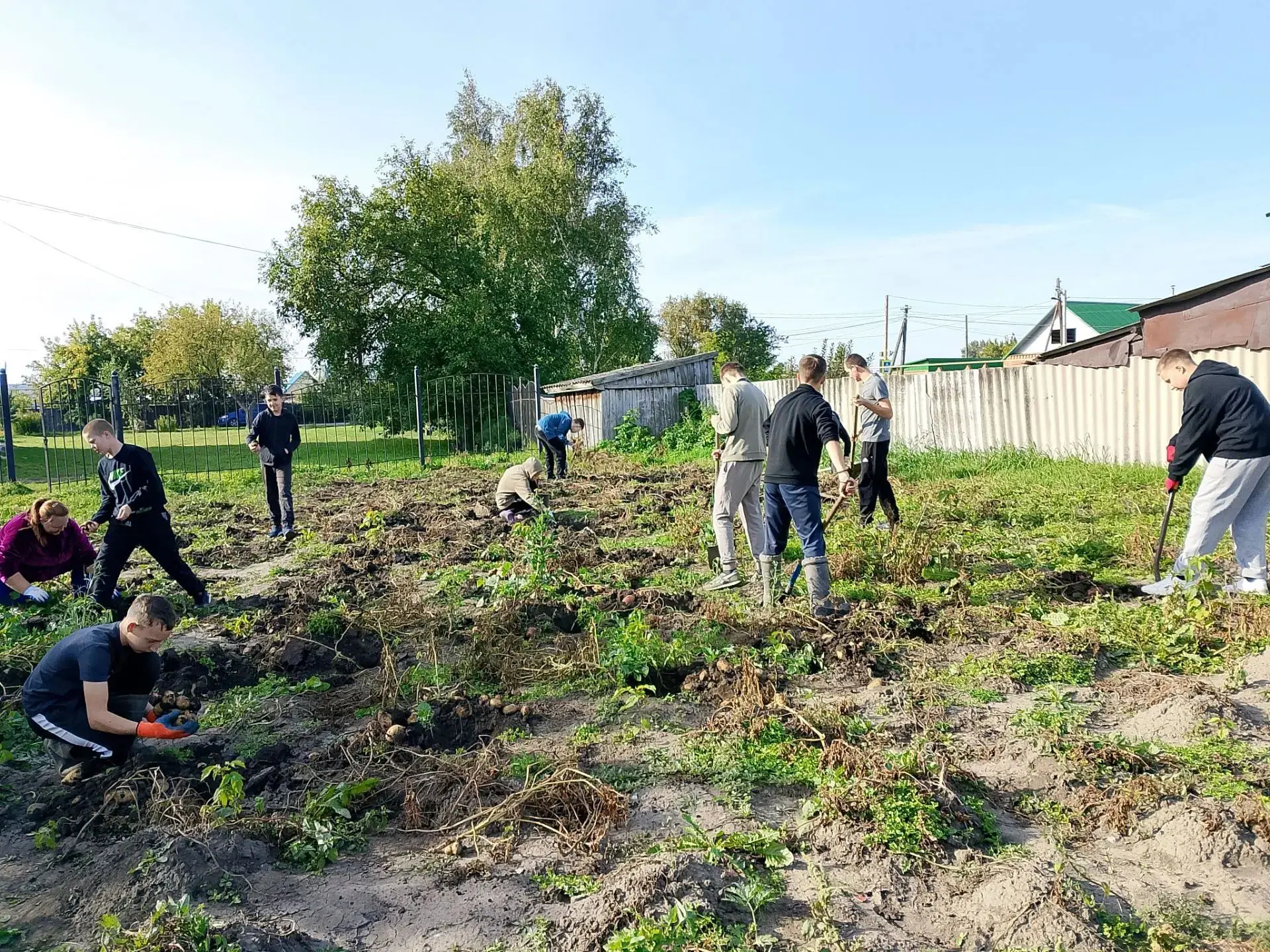 Сентябрь – пора уборки урожая. 4 сентября ученики и педагоги вышли на уборку картофеля ...