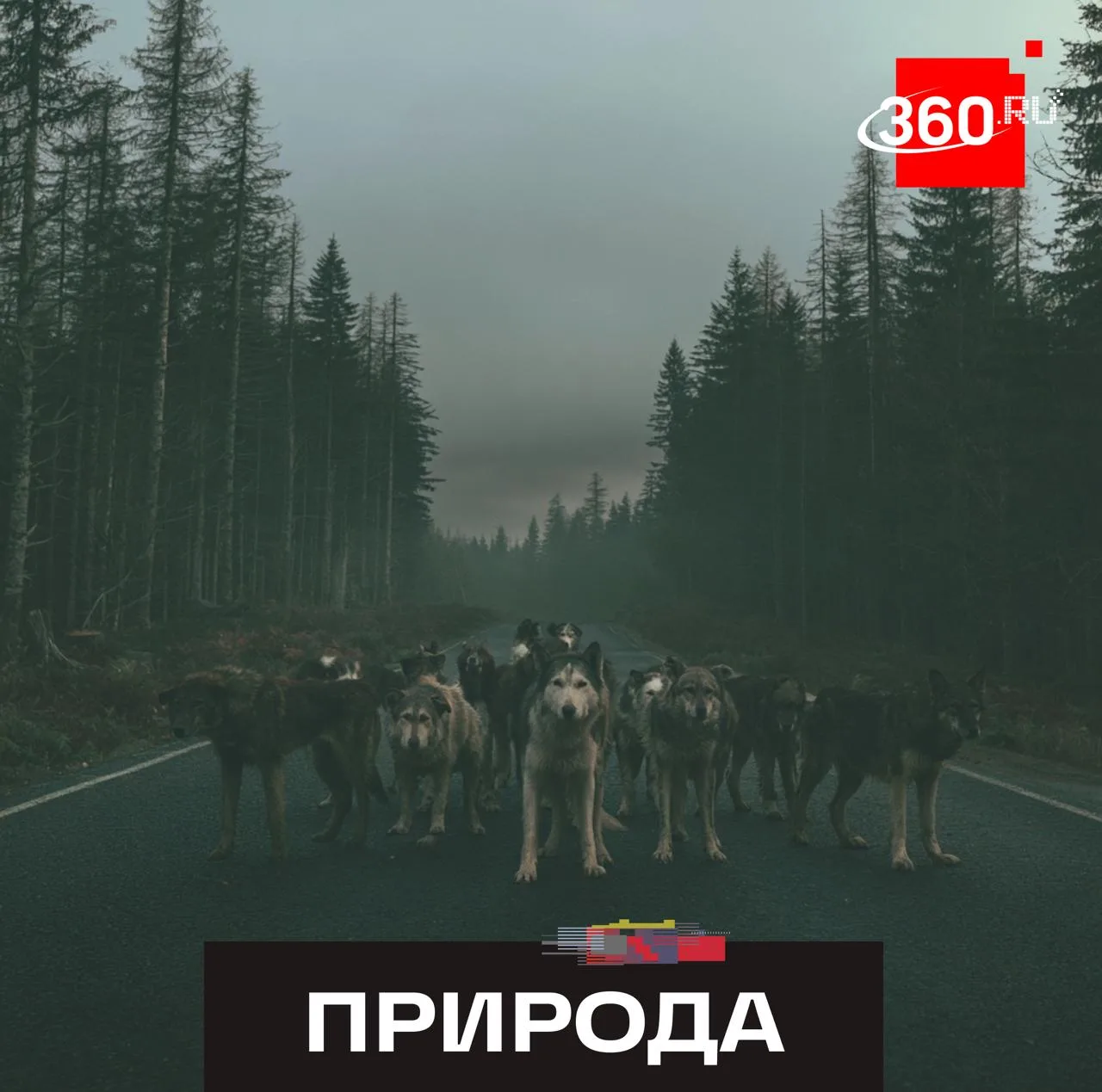 Самый опасный зверь в Подмосковье — не медведь и не лось.

Лось, конечно, опасен, особенно в брачный