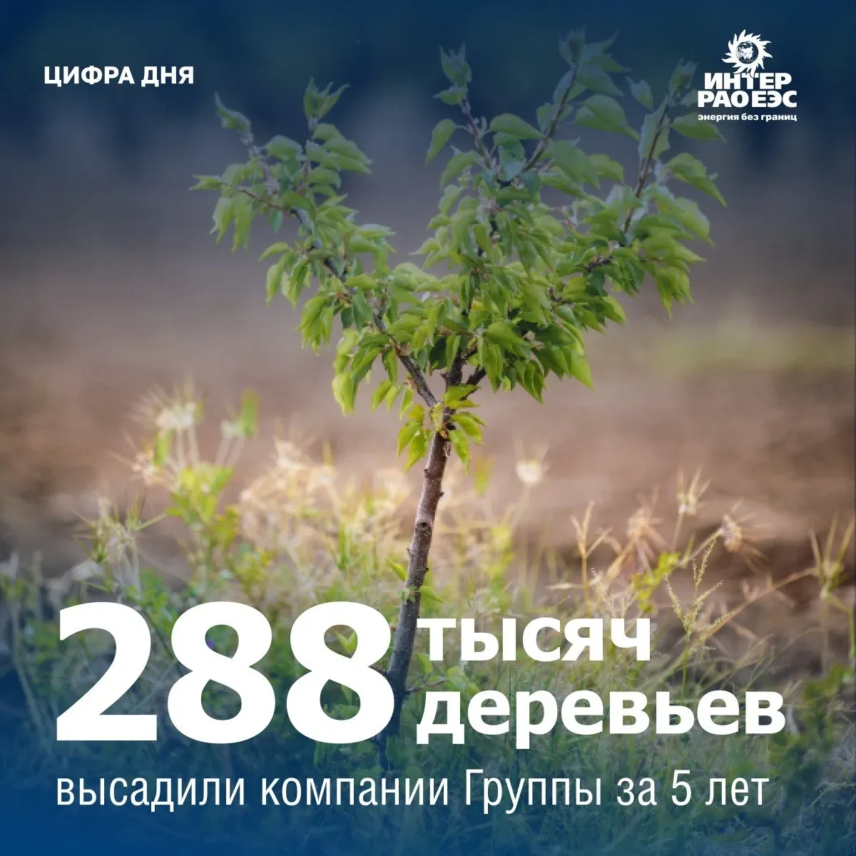Каждое дерево на счету 🍃
