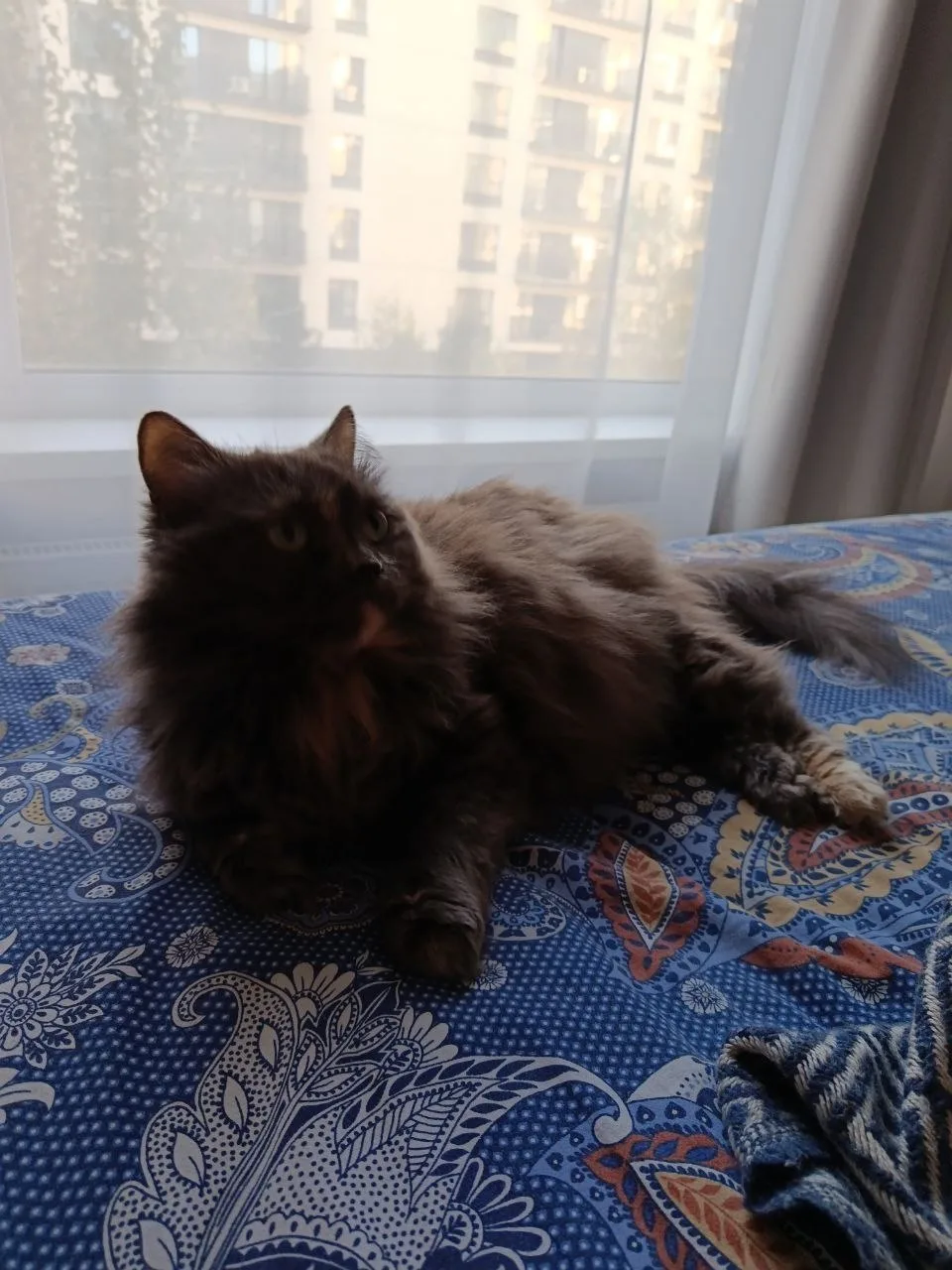 Привет из дома 😸