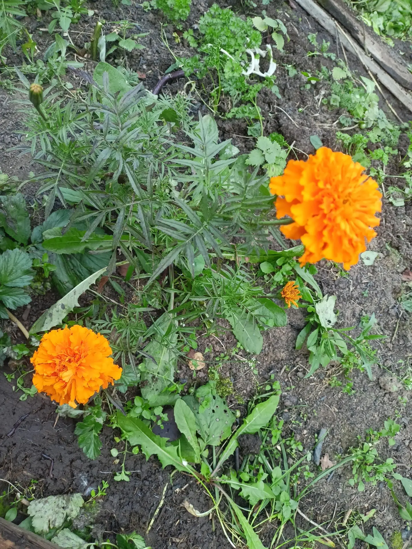 У меня в октябре решили зацвести бархатцы 😄