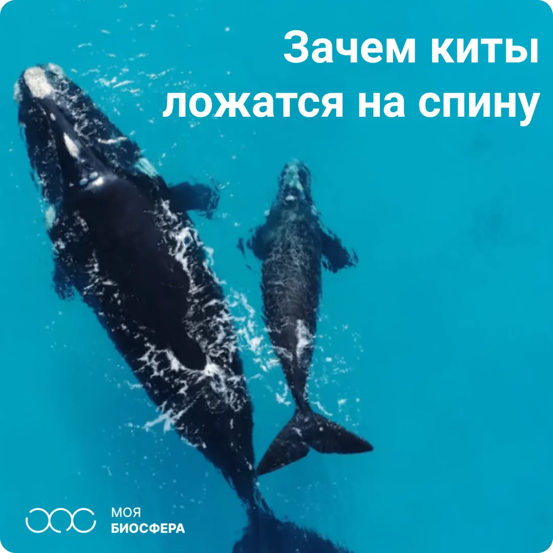 🐳 Учёные впервые объяснили загадочное поведение обитателей океана