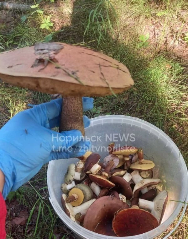 🍄 В Норильске стартовал грибной сезон, но прежде чем отправиться в лес, стоит вспомнить о безопасно