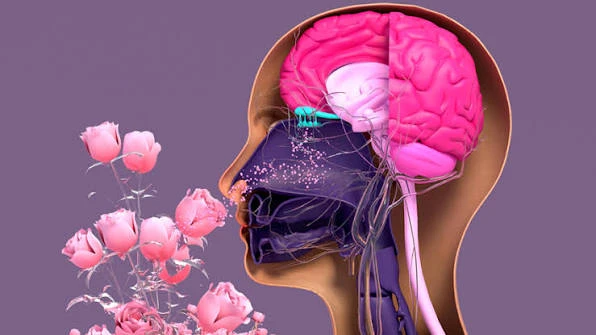 Завершаю серию постов на тему:
🧠 Научные факты: как запах управляет вашими деньгами

5️⃣Приятный ар