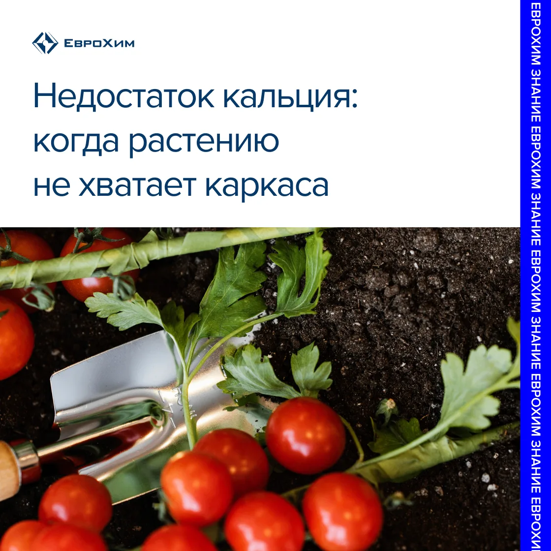 Недостаток кальция: когда растению не хватает каркаса 🌱

Недавно говорили о том, как кальций исполь
