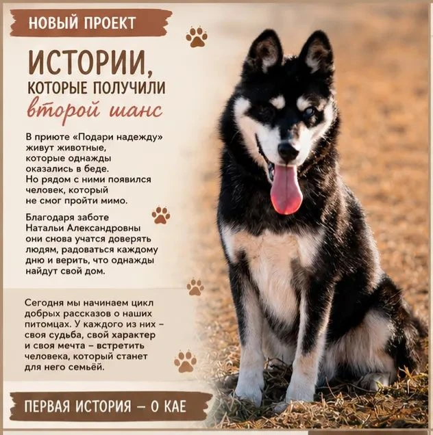 🐾 «Истории, которые получили второй шанс»

У каждого питомца приюта «Подари надежду» есть своя исто