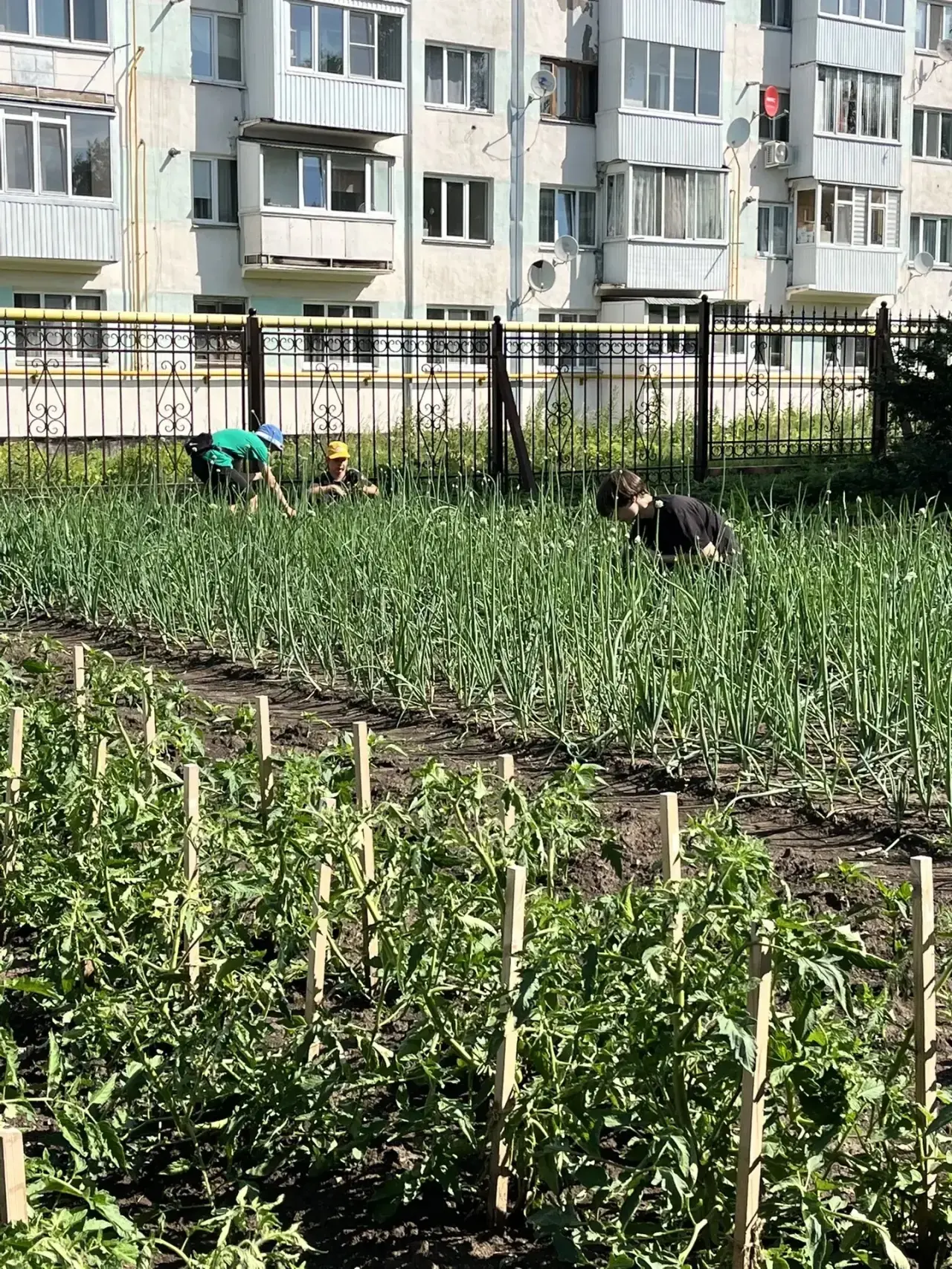 Школьники сегодня активно трудились на пришкольном участке, внося свой вклад в его благоустройство.