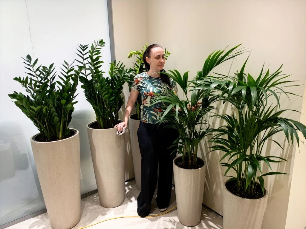 Самое неприхотливое растение для офиса и дома замиокулькас 🌿 и самая устойчивая из пальм Ховея доба