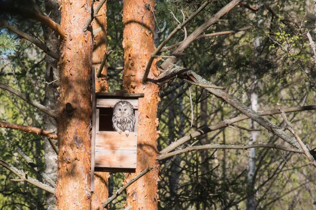 🦉 В Нижегородской области совам начали строить искусственные «квартиры»