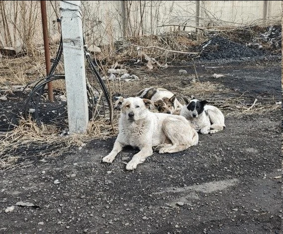 Отлов бездомных собак в Красноярске полностью прекратился.