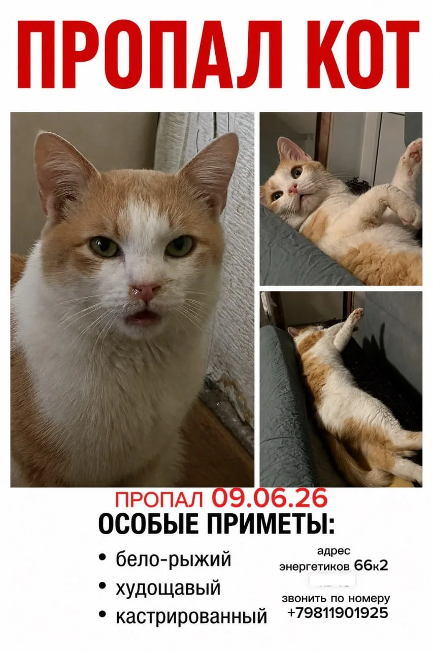 Ели вдруг заметите рыжего в районе Энергетиков 66