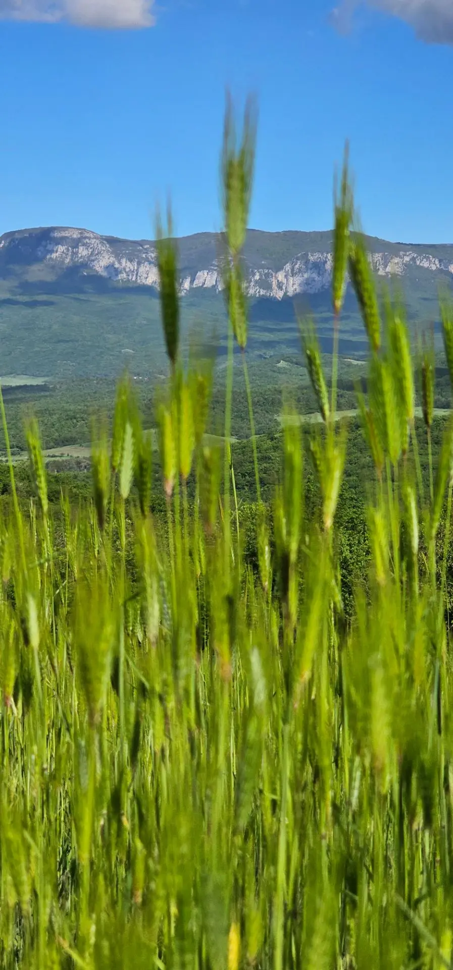 Летний пейзаж Бельбекской долины. Гора Бойка

🌿 Вот любуешься такой красотой и невольно понимаешь, 