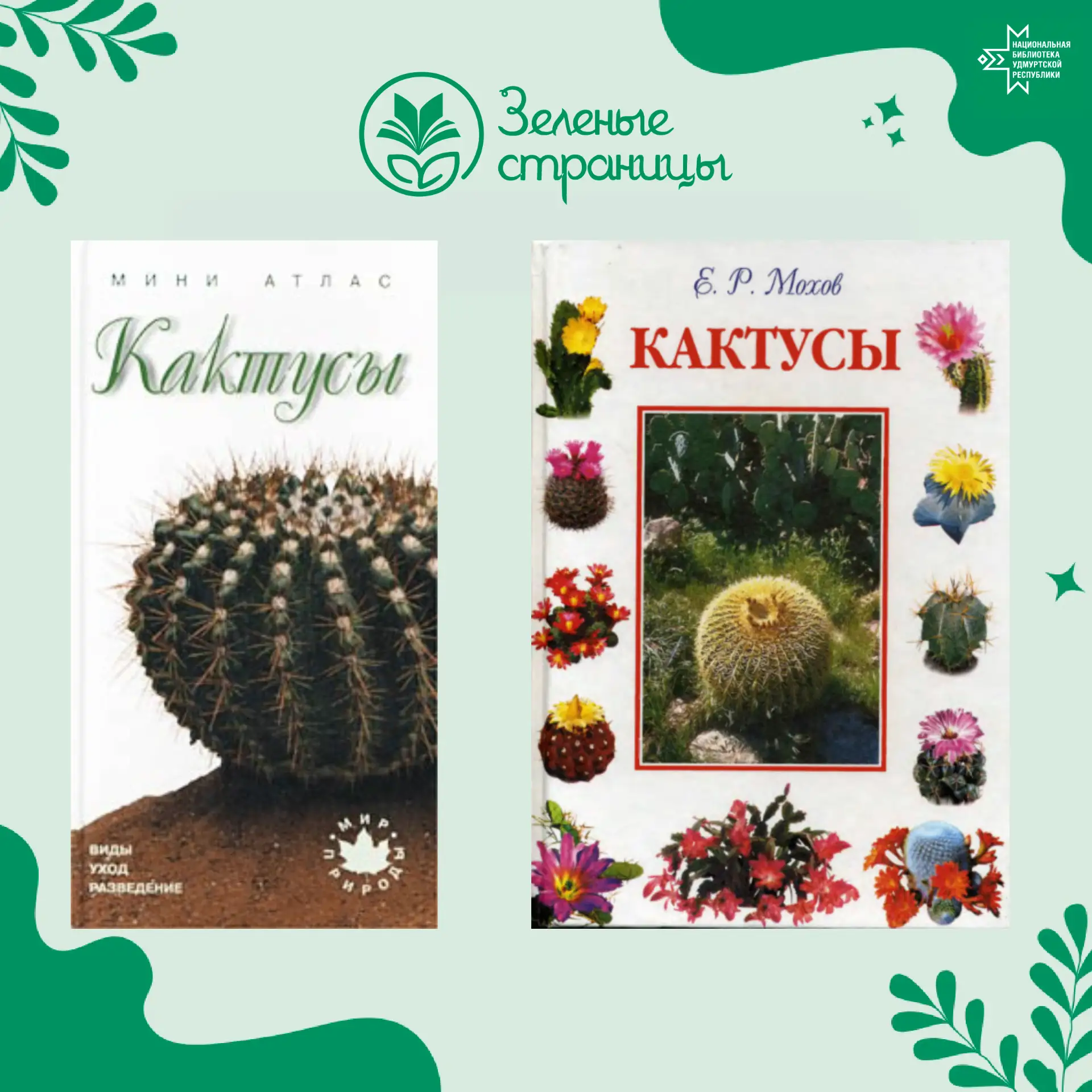🌵Кактусы  привезли  в  Европу  после  открытия  Америки. Никто  не знал, как выращивать эти  дикови