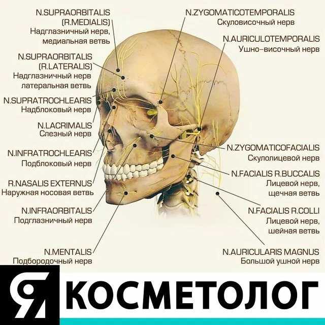 Опасные зоны лица. Нервы💆