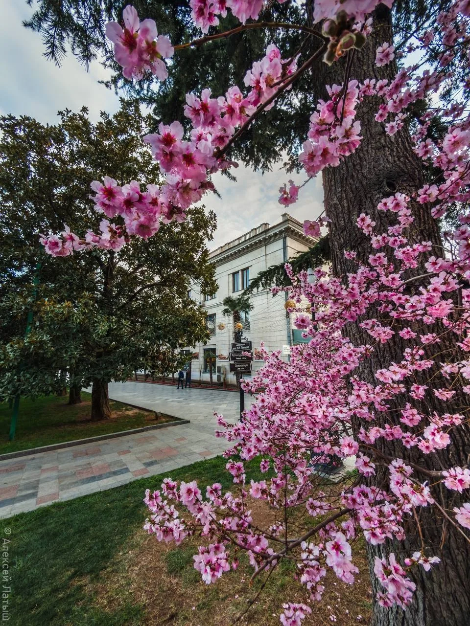 ☀️ Ялта как с открытки  Солнце, море, пальмы и знаменитая набережная. Весной город становится особен