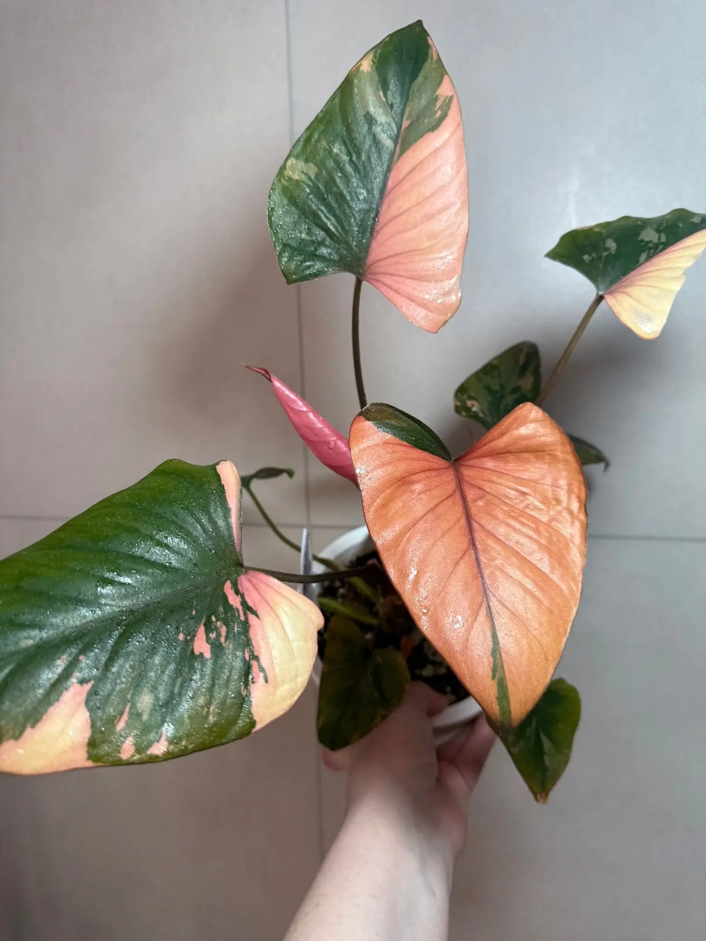 Немножко отступим от монстер и посмотрим красоту 🌱🌱🌱