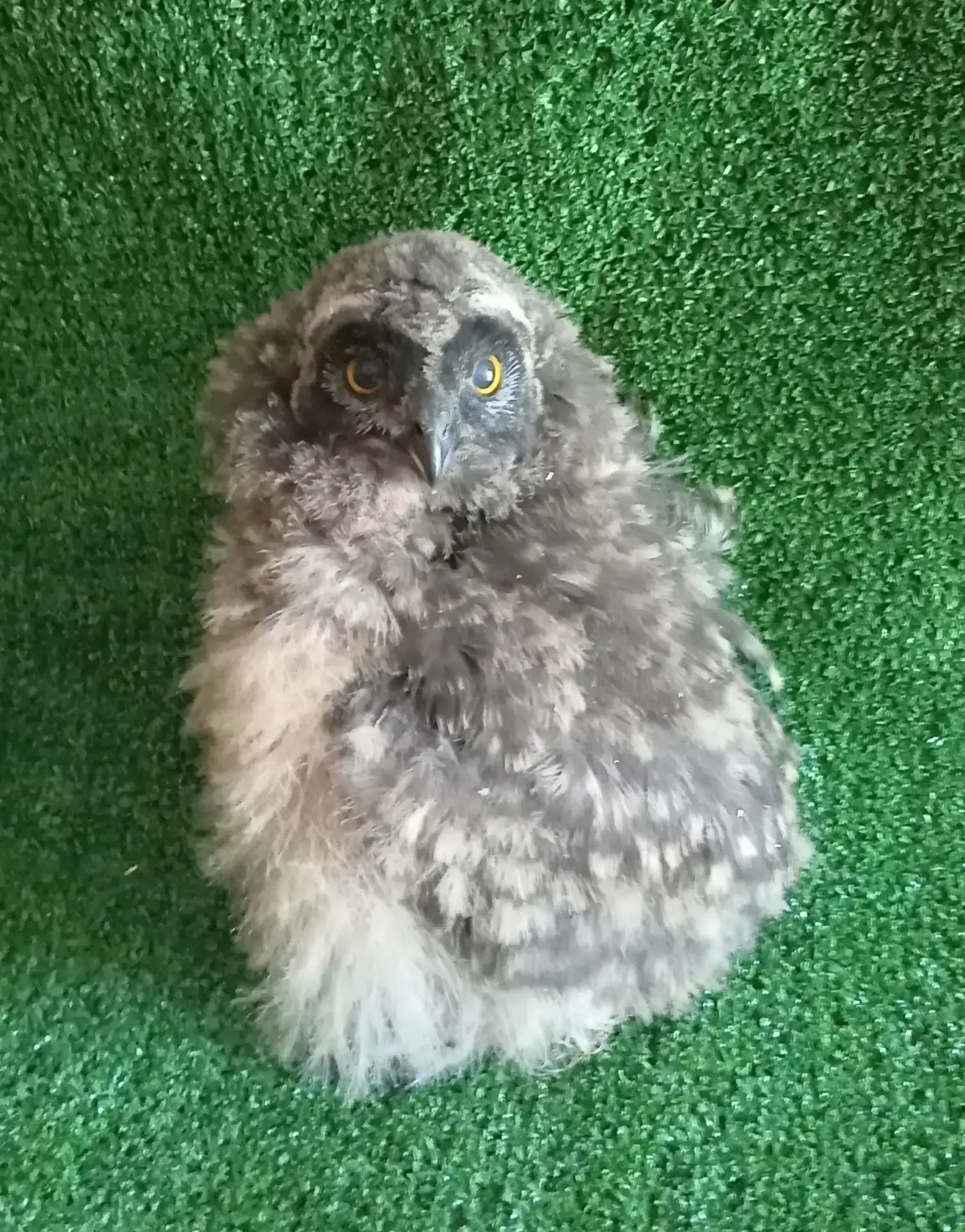 🦉 В Мичуринском Центре охраны хищных птиц спасают двух птенцов болотных сов