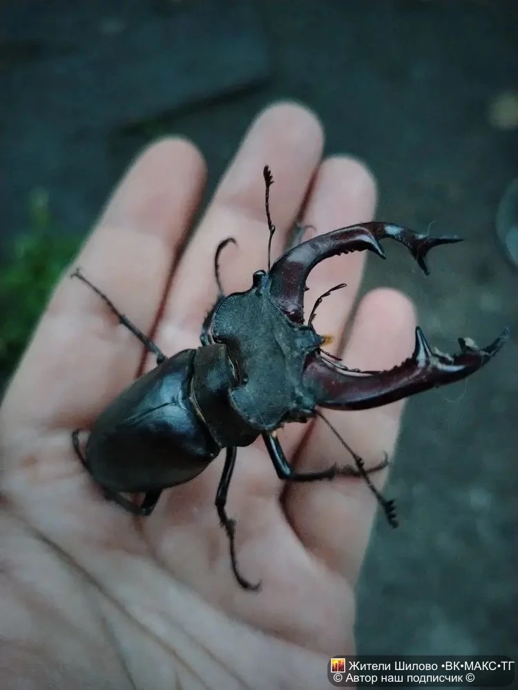 Красивые краснокнижные малышочки 😍 с любовью были перенесены на дерево, один покалеченный без одног