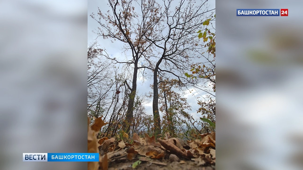 В Башкирии 6 октября ожидается сухая погода и +13°