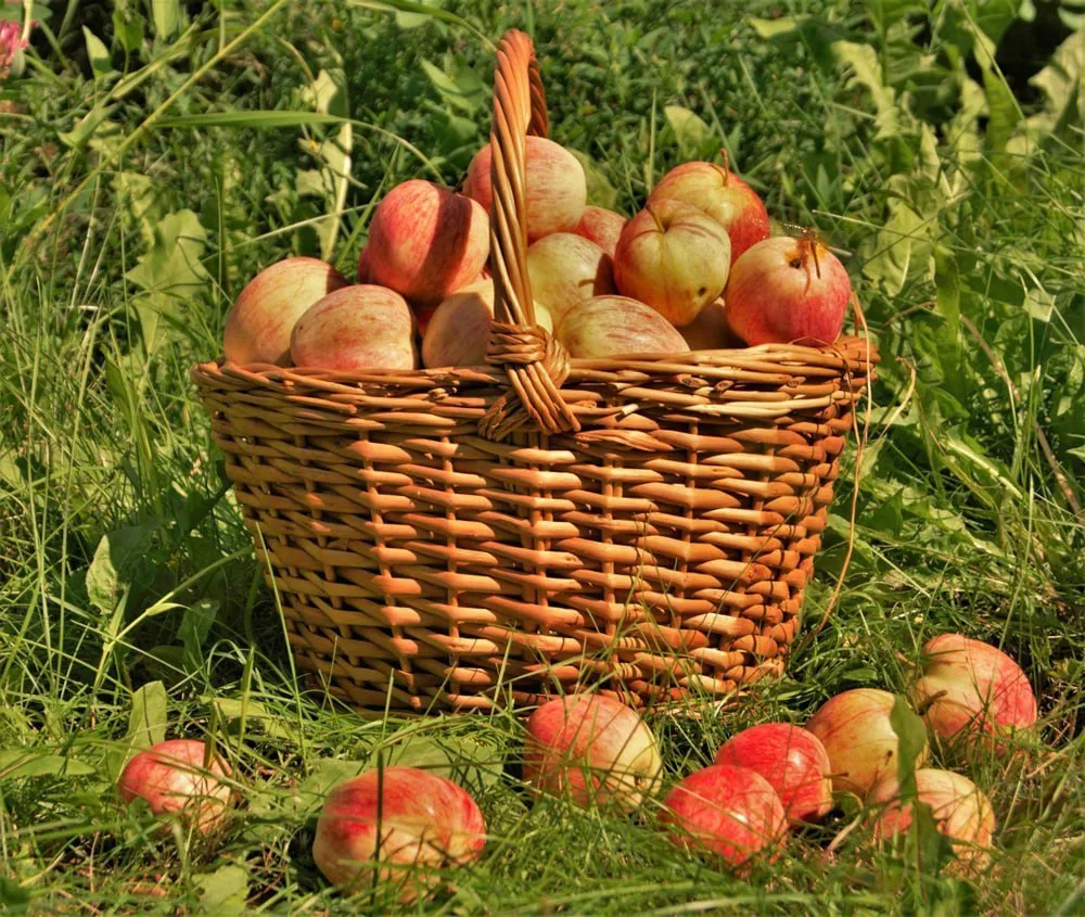Не спешите выбрасывать всё, что упало с яблони, или груши 🍐