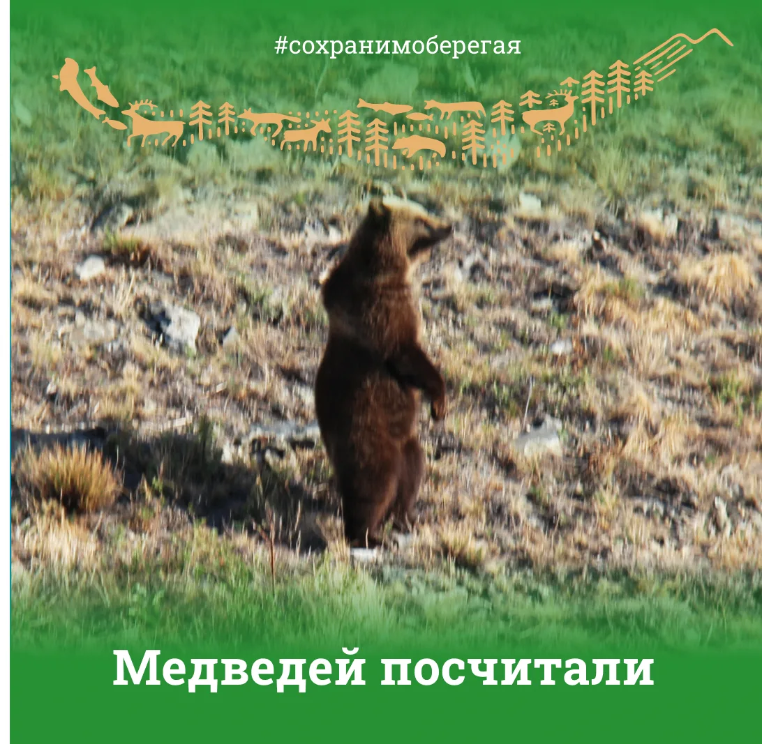 МЕДВЕДЕЙ ПОСЧИТАЛИ
