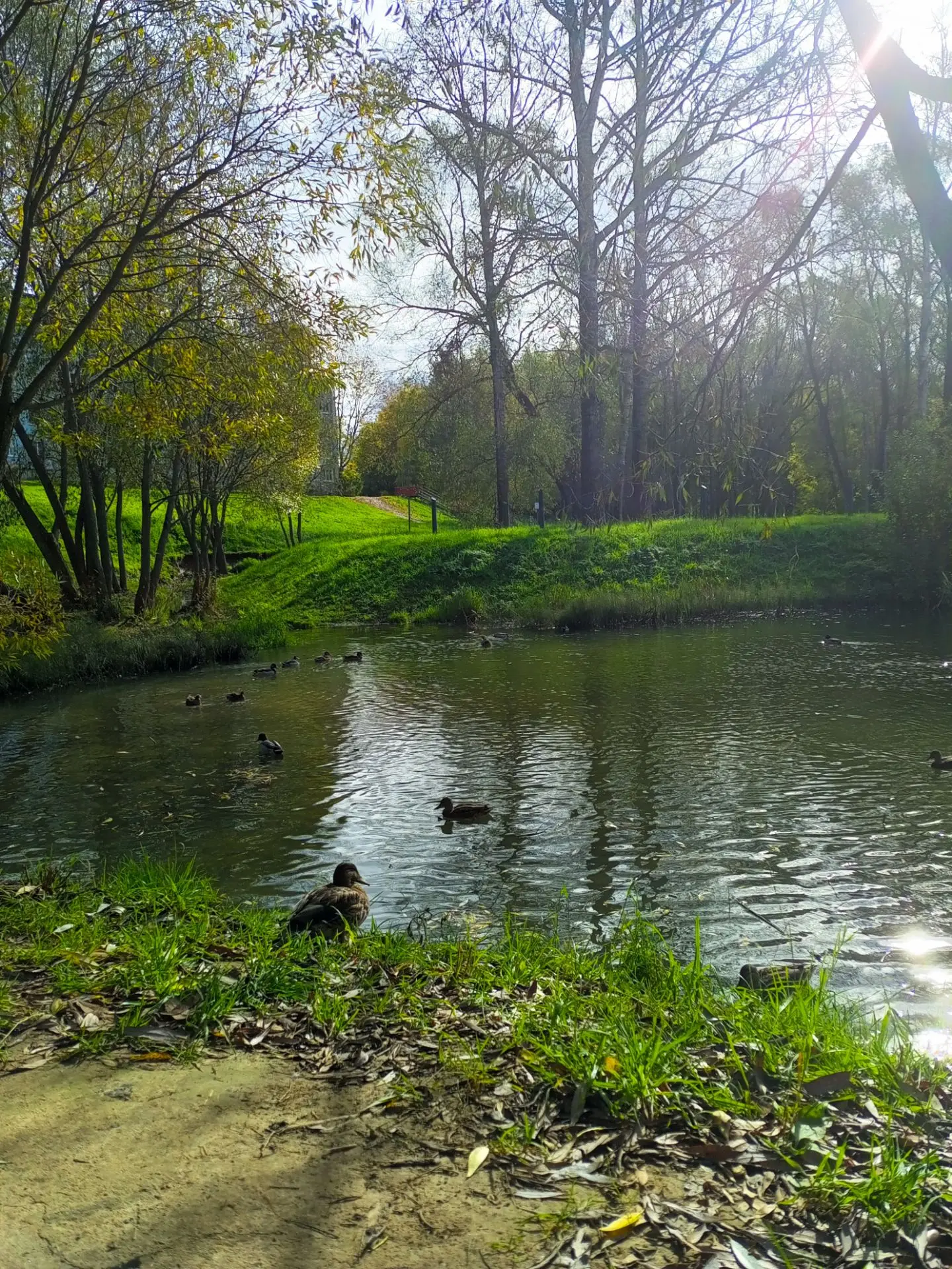 Кормили уточек 🦆