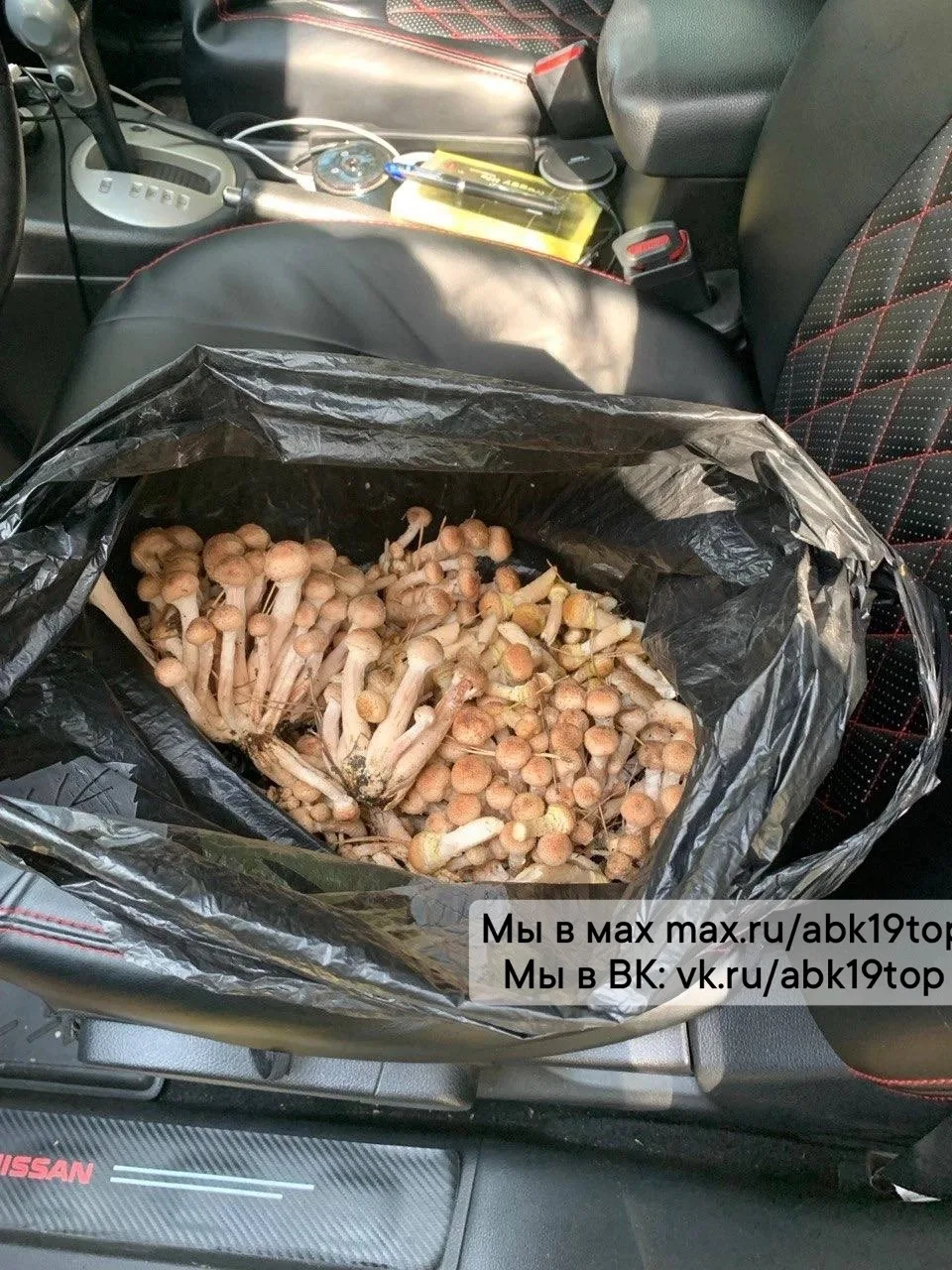 "Путешествие" одной грибницы: Шушенское, Красноярский край 🍄‍🟫😉🥰