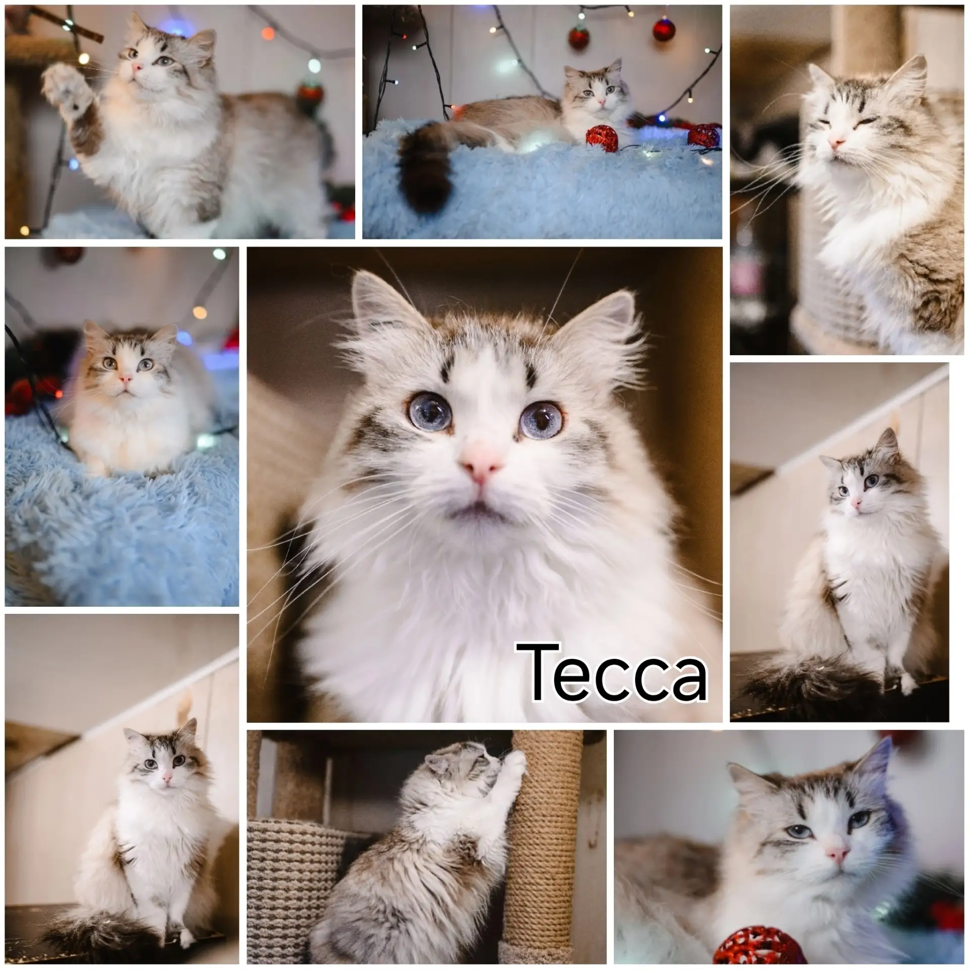 👑👑👑Величественная Тесса ищет особенный дом👑👑👑