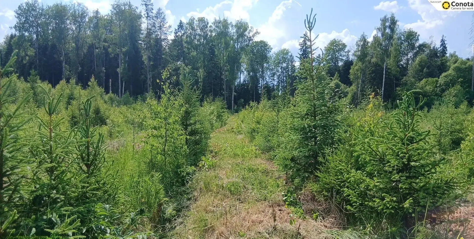 ✅На территории Волоколамского лесничества в полном объеме выполнен план по рубкам осветления в молод