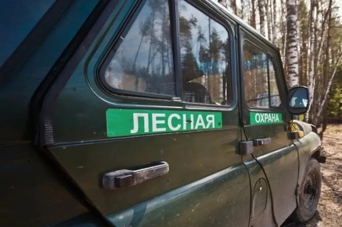 ✅ Департамент лесного хозяйства Томской области подвёл итоги работы лесной охраны за первое полугоди