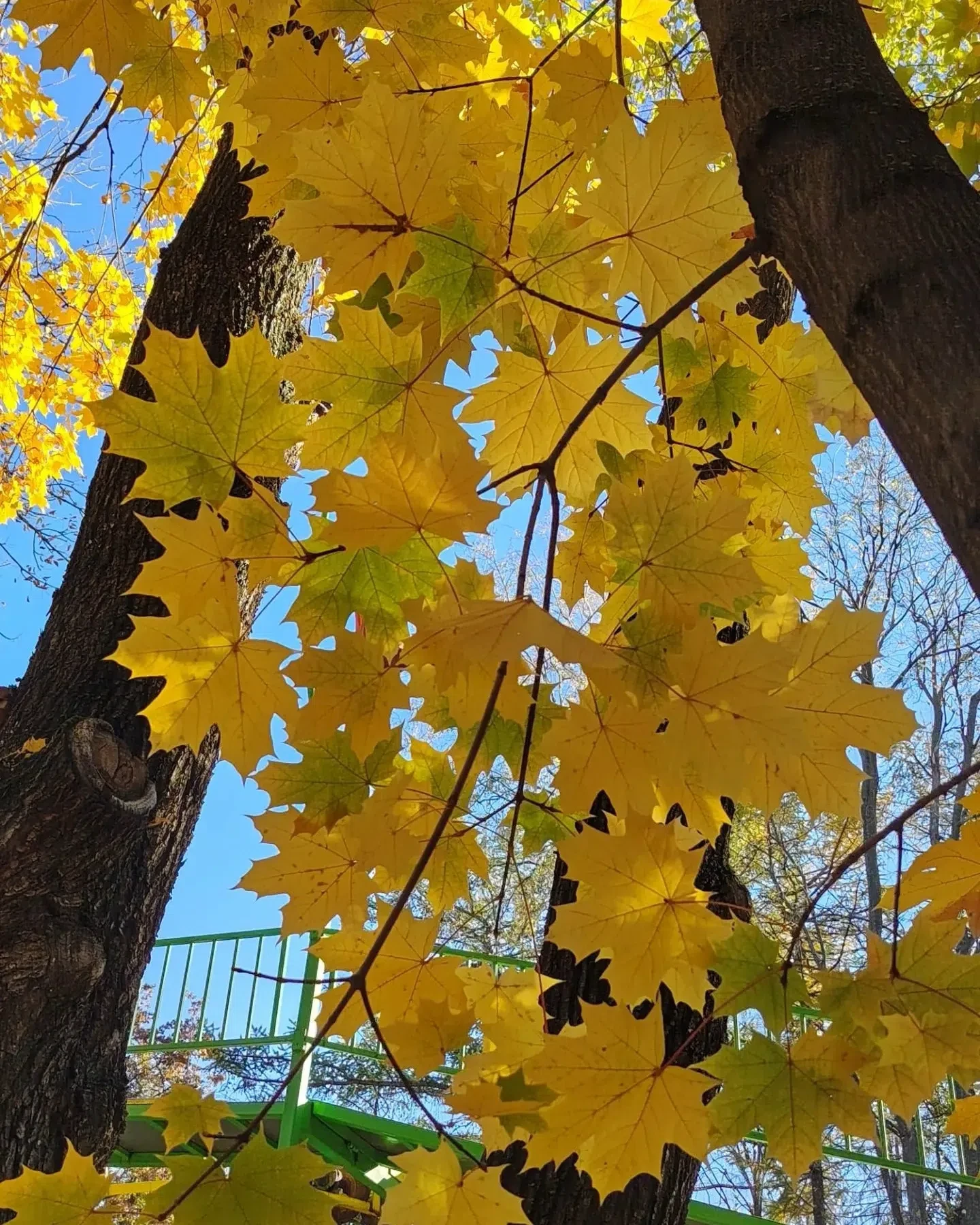 🍁1 октябрҙә ел көн буйына төньяҡтан булһа, ҡыш һалҡын килер, көньяҡтан булһа, йылы бул...