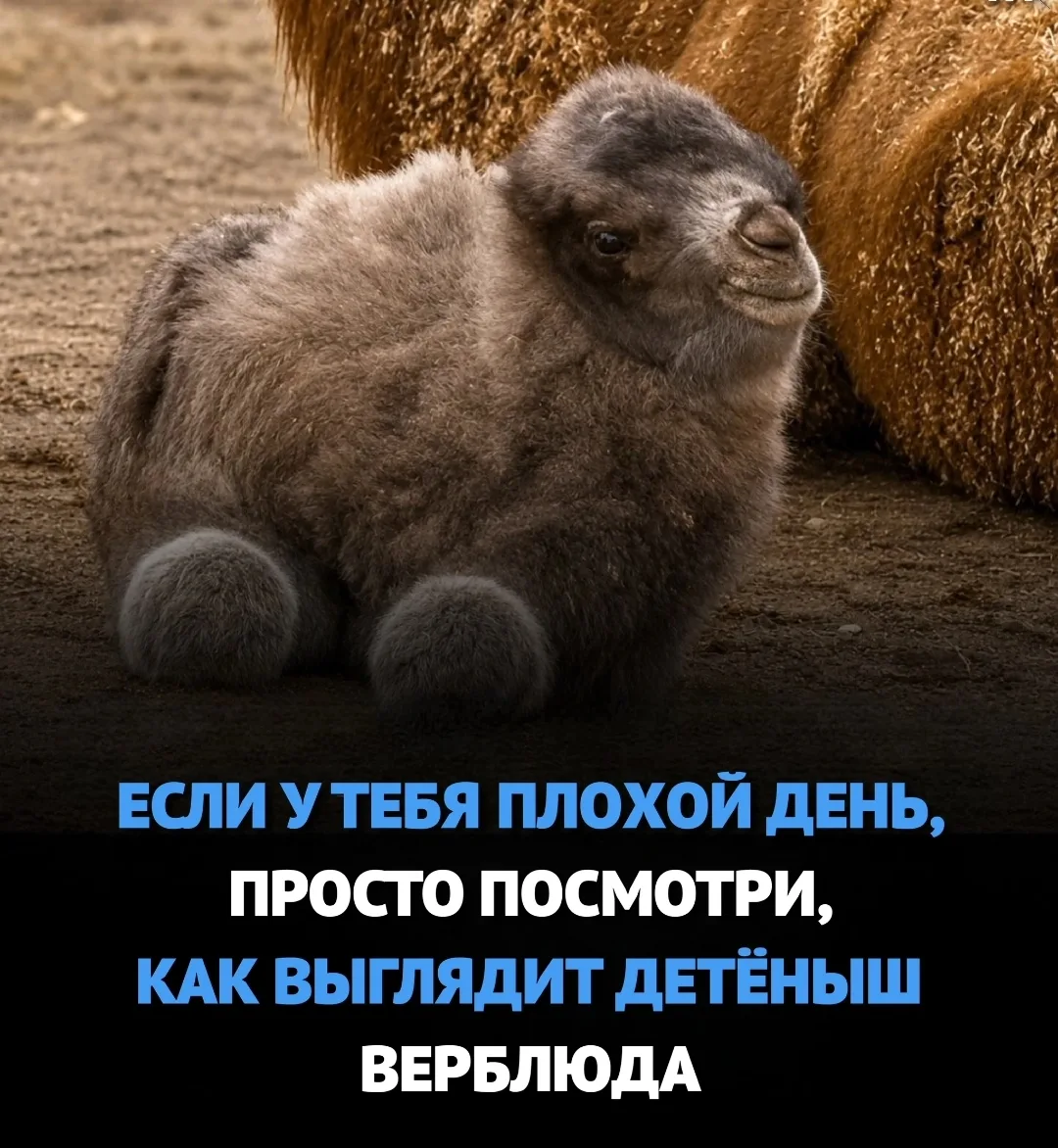 Хотя взрослые верблюды славятся своей способностью переносить экстремальную жару и прео...