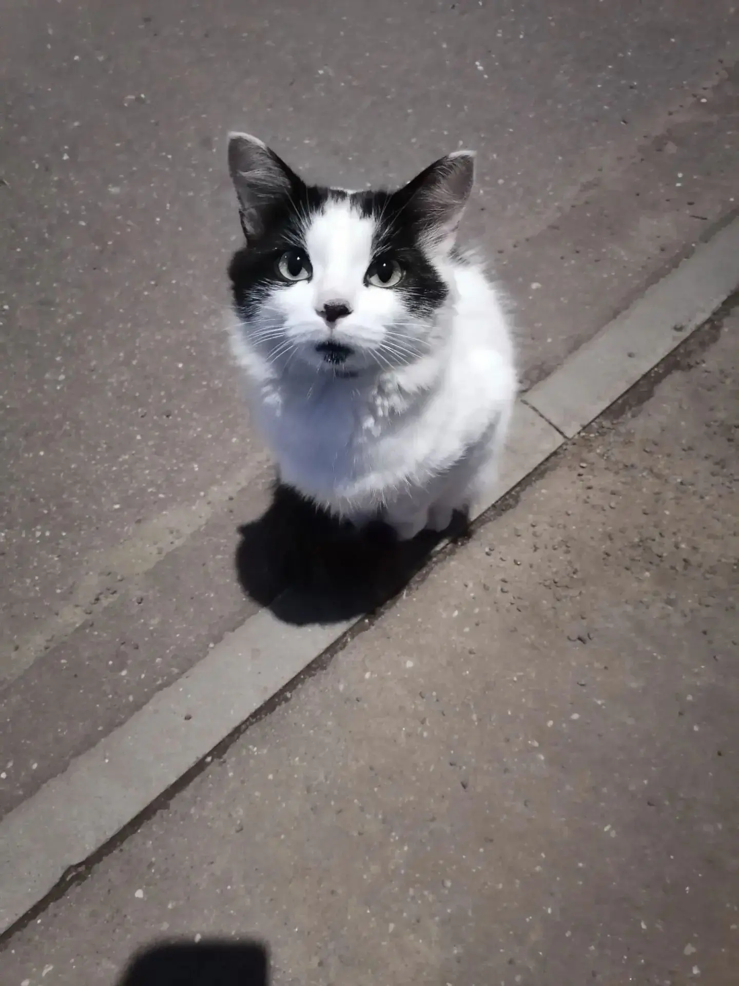 Домашняя кошка ночует у ДК Старт. Где ты, хозяин?