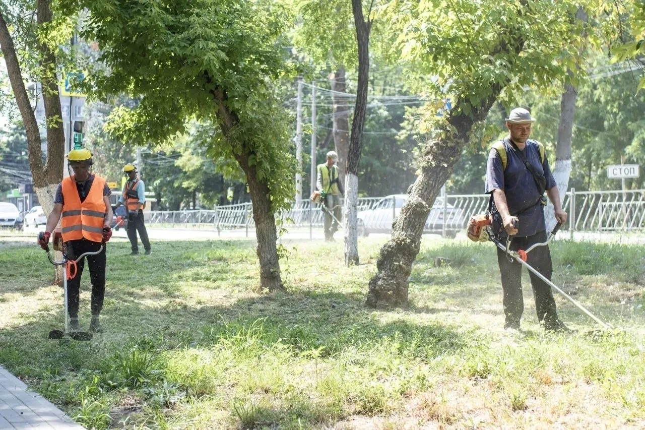 🌿 В Симферополе косят амброзию на улицах Беспалова, Пирогова и Первомайской, преимущественно в цент