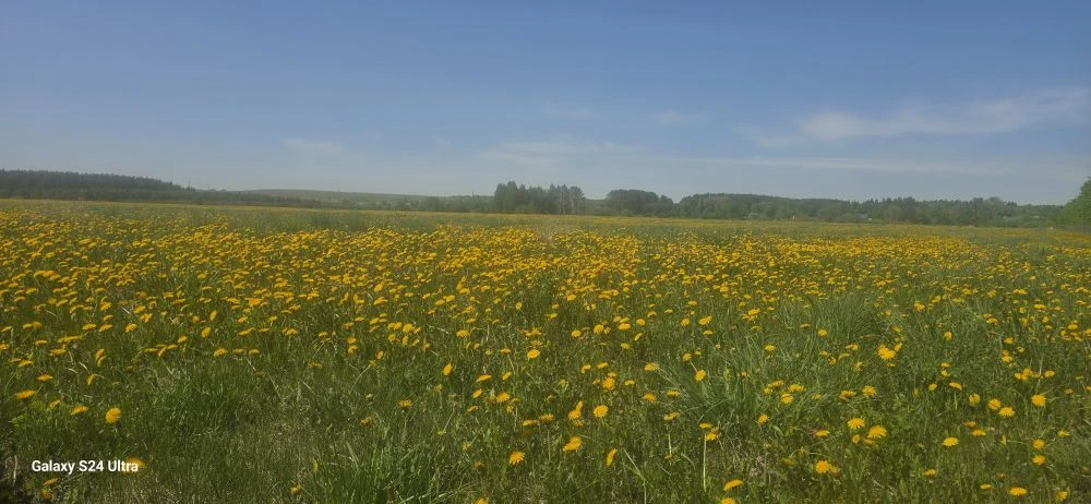 🌼