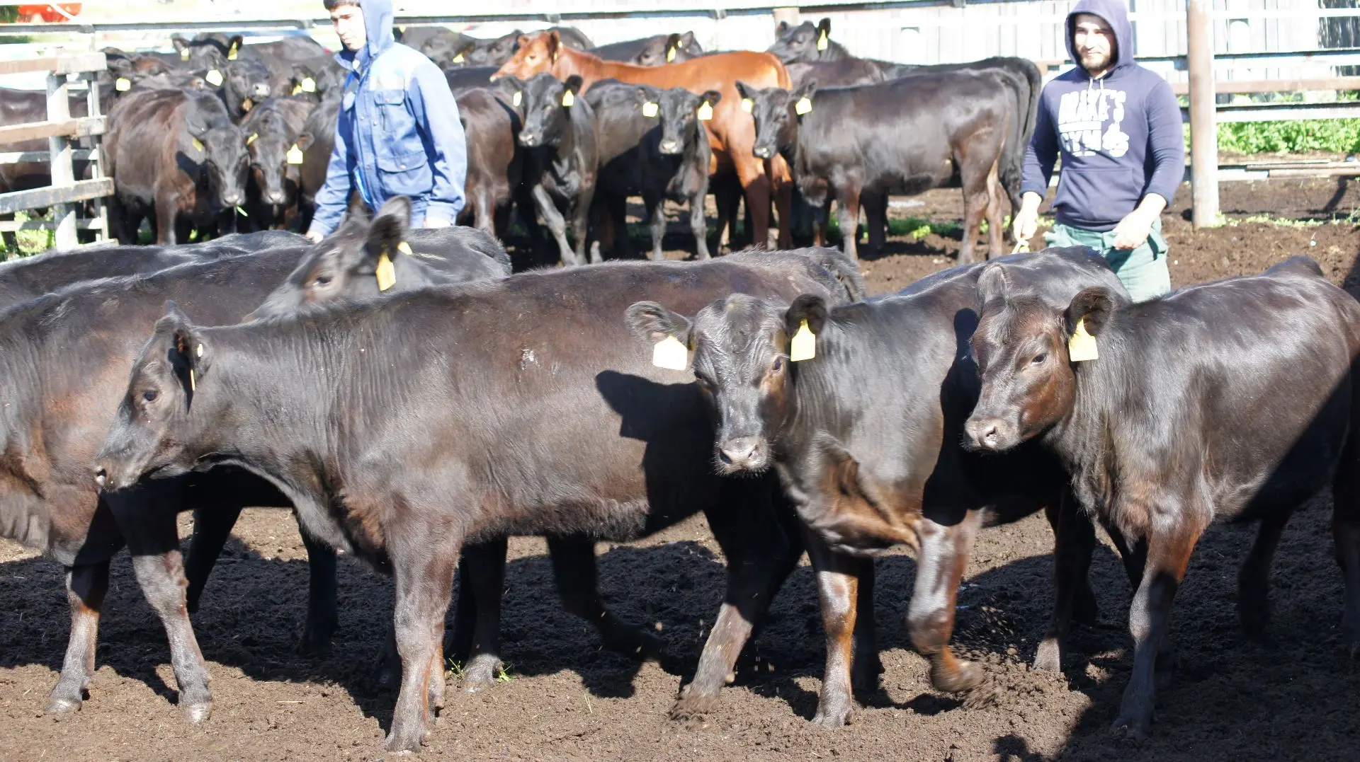 Сегодня у нас был очень ответственный день — отправляли наших ангусов 🐂 в Ставропольский край.

В д