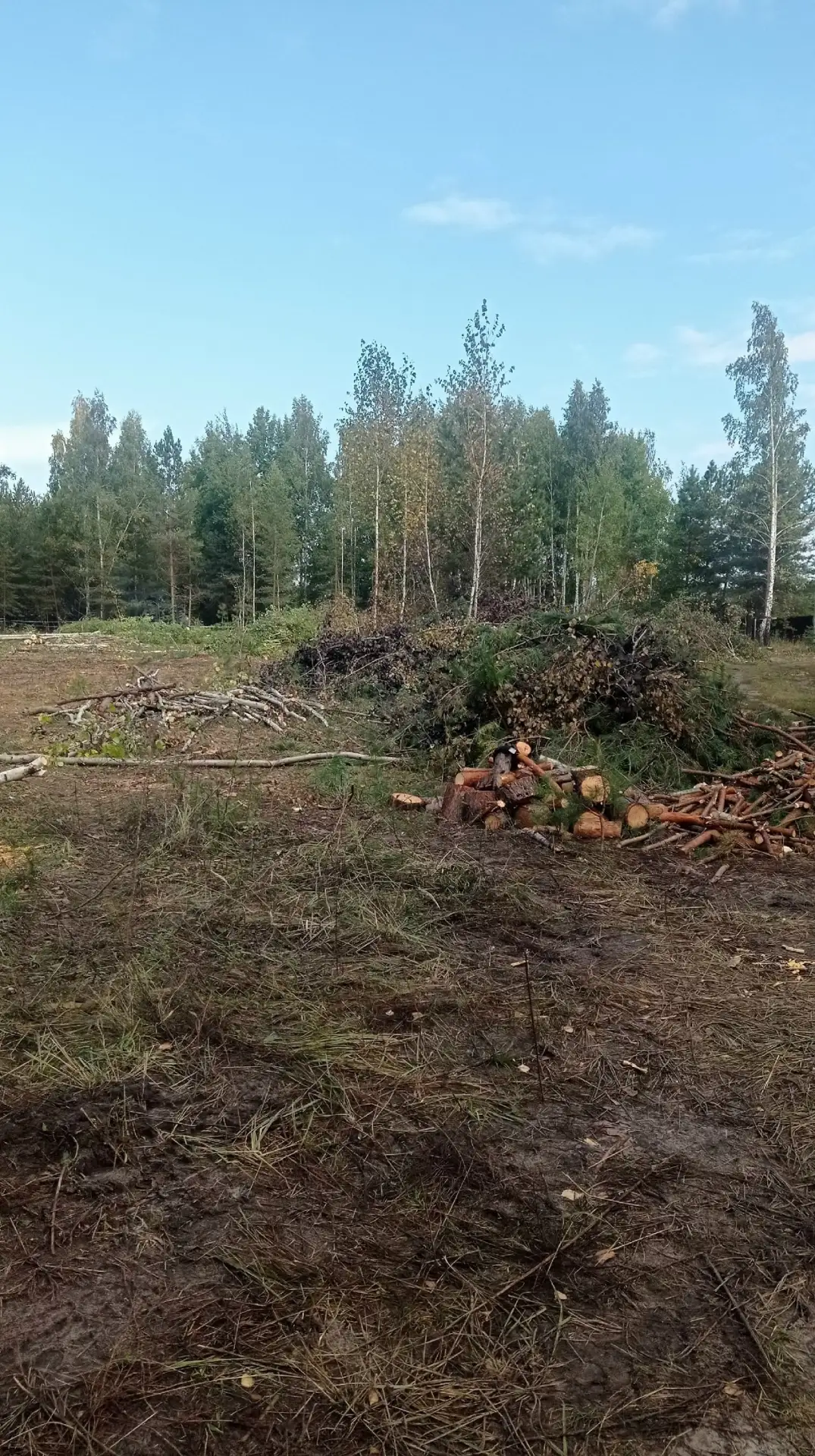 Под Чертовицами заметили вырубку леса