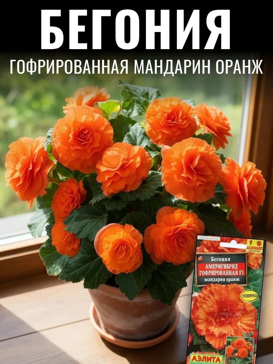 ✅ В наличии  БЕГОНИЯ АМЕРИГИБРИД ГОФРИРОВАННАЯ имеет феноменально крупные цветы, которые могут дости